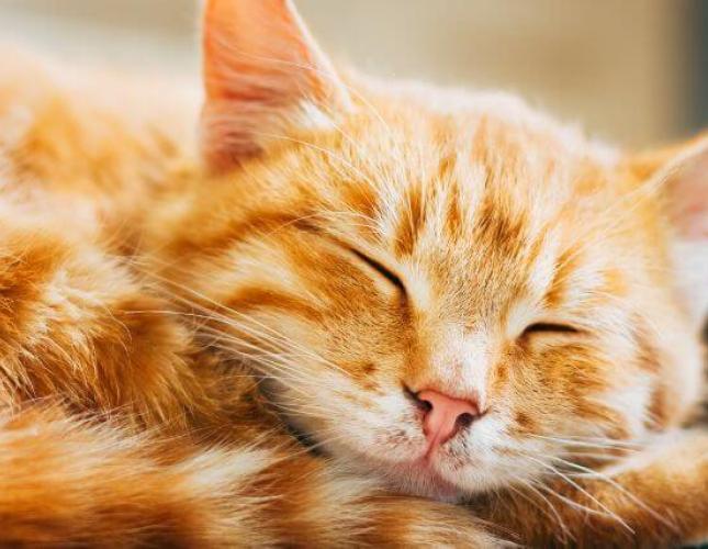 Feline Leukemia Virus (FeLV): What Every Cat Owner Should Know