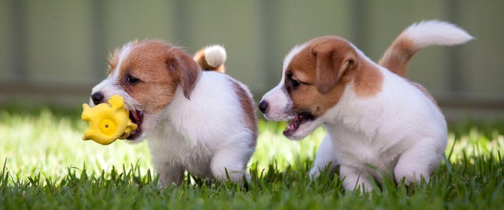 10 Tips for Successful Puppy Socialization