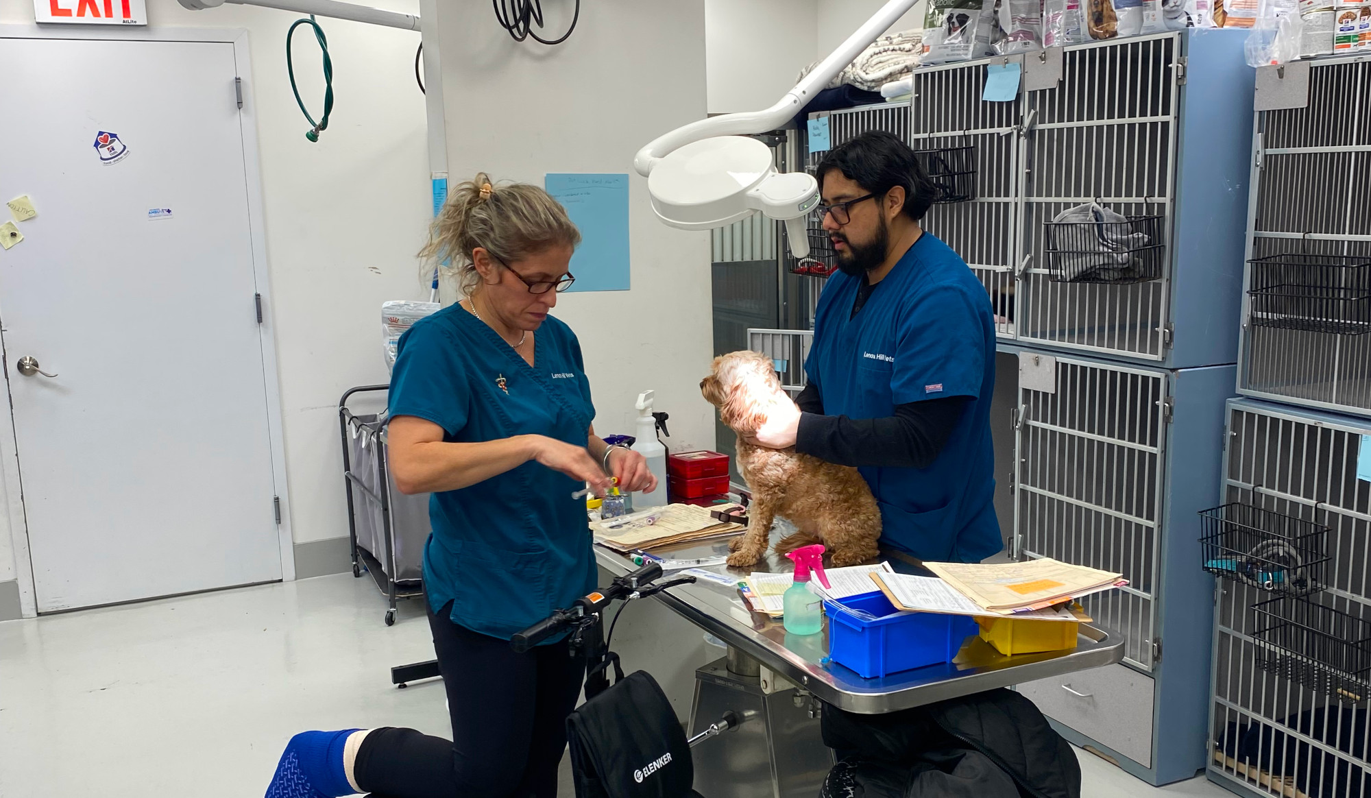 Veterinarian In New York, NY