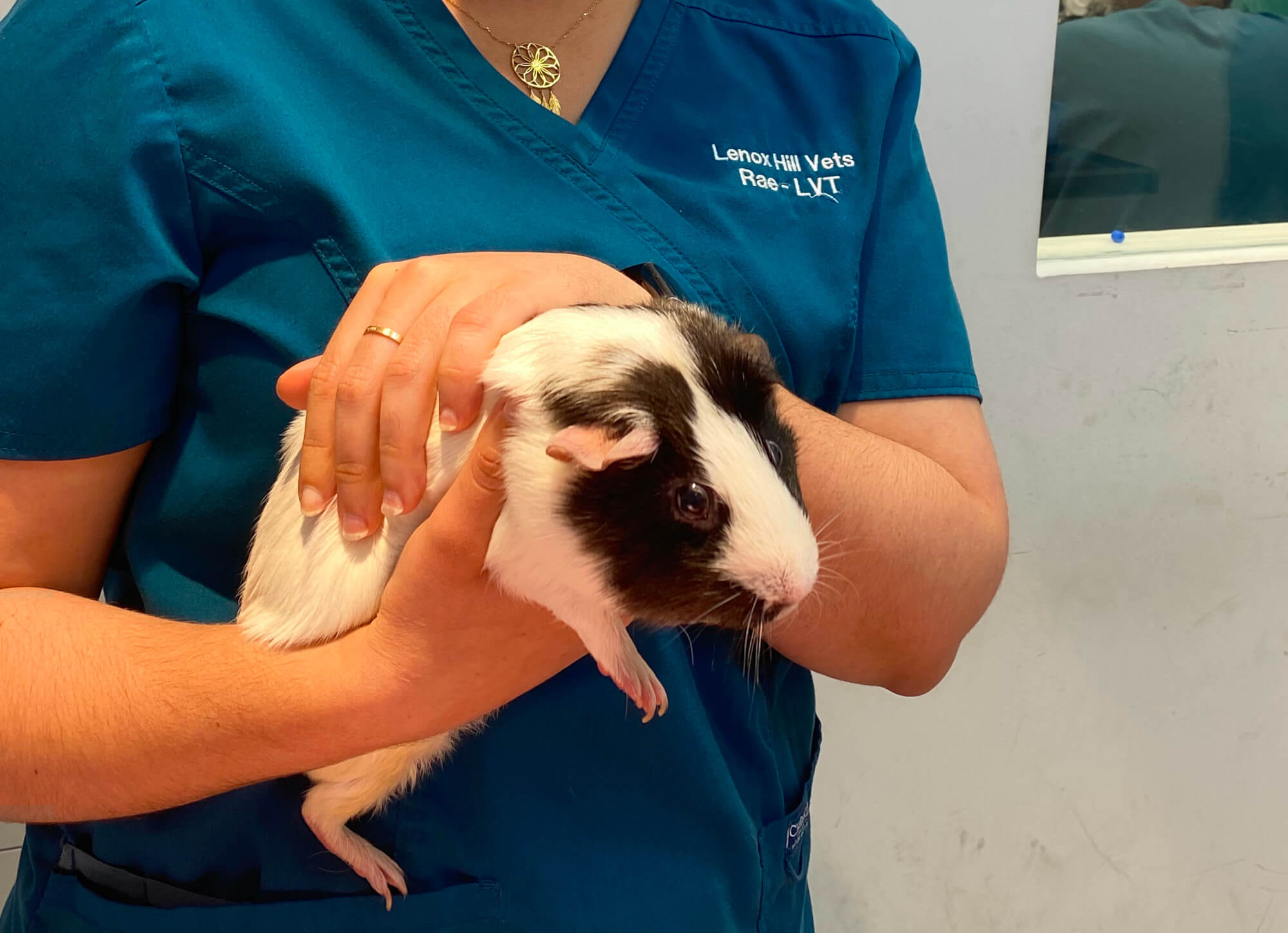 Veterinarian In New York, NY