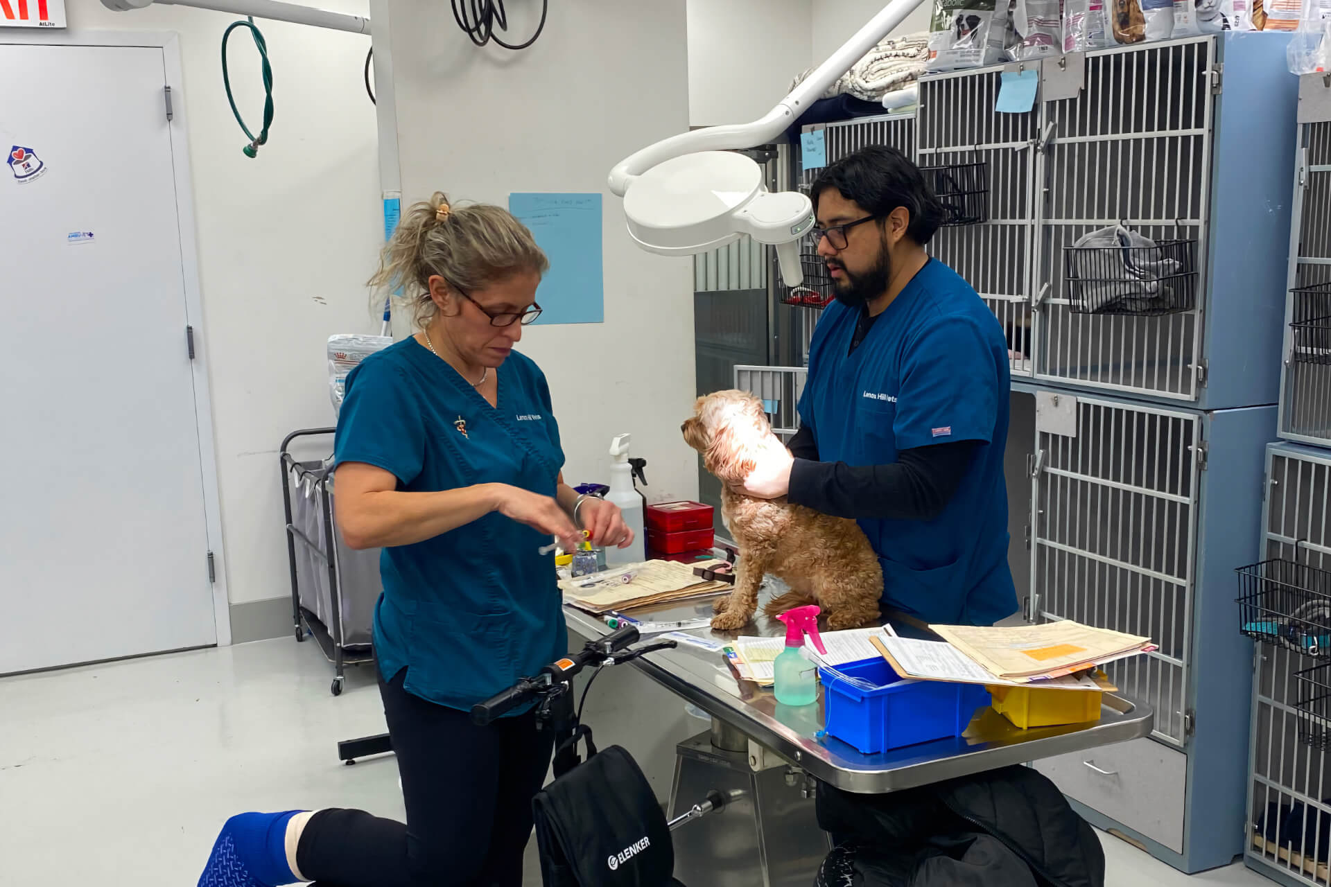 New York Veterinary Clinic