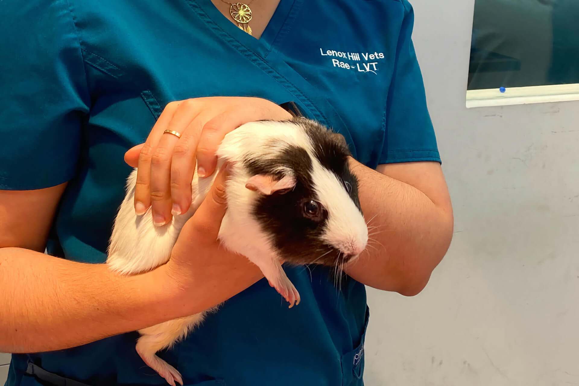 Veterinary Clinic in New York