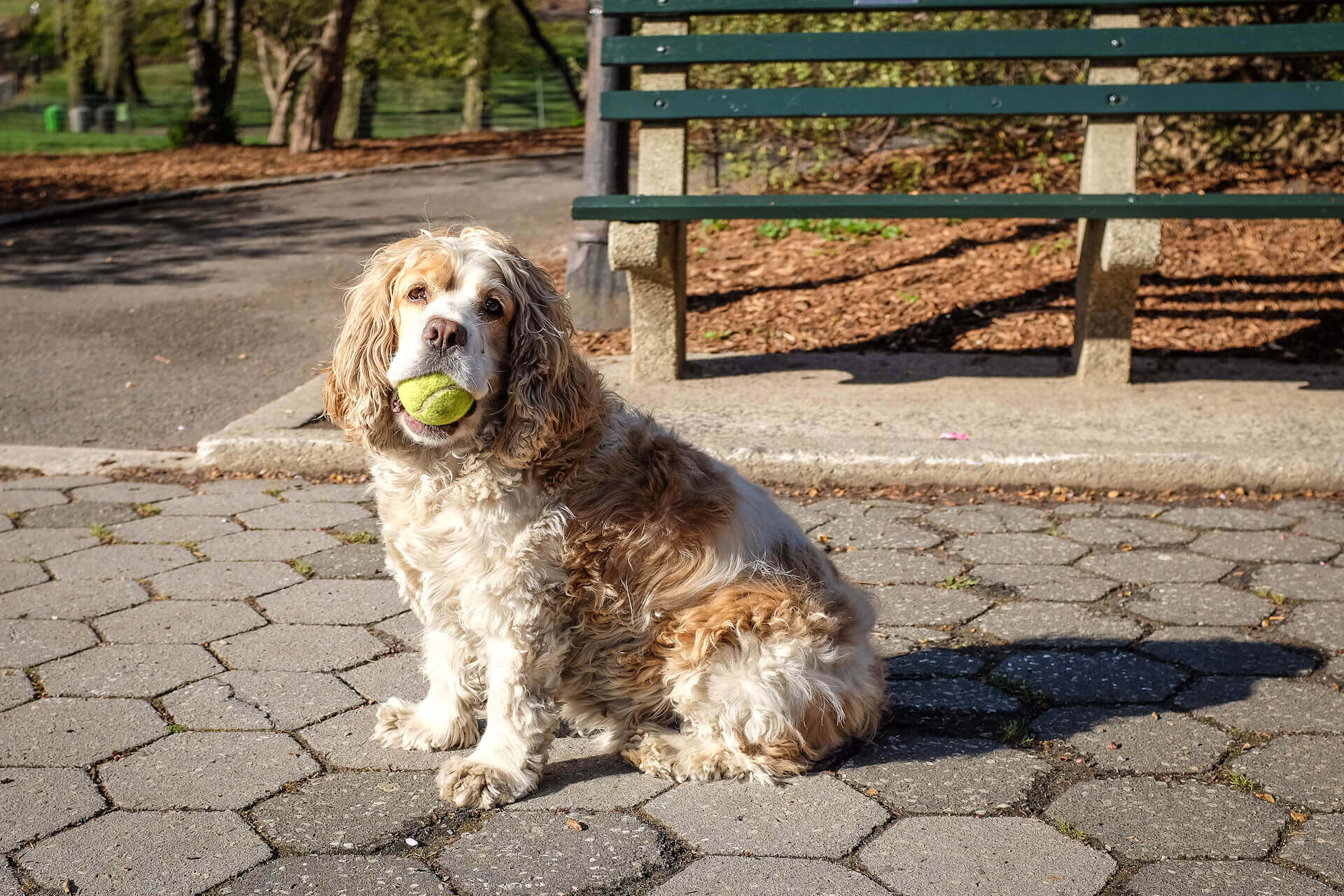 Veterinary hospital in New York