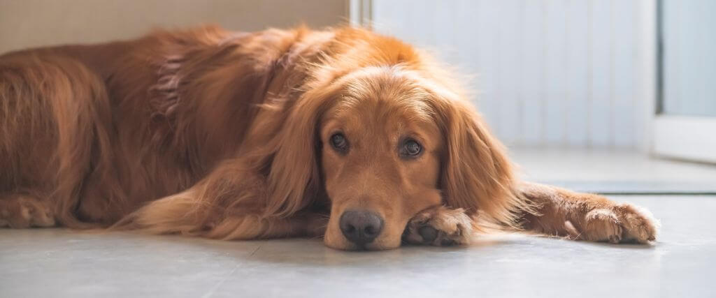 Sad looking dog laying on the ground