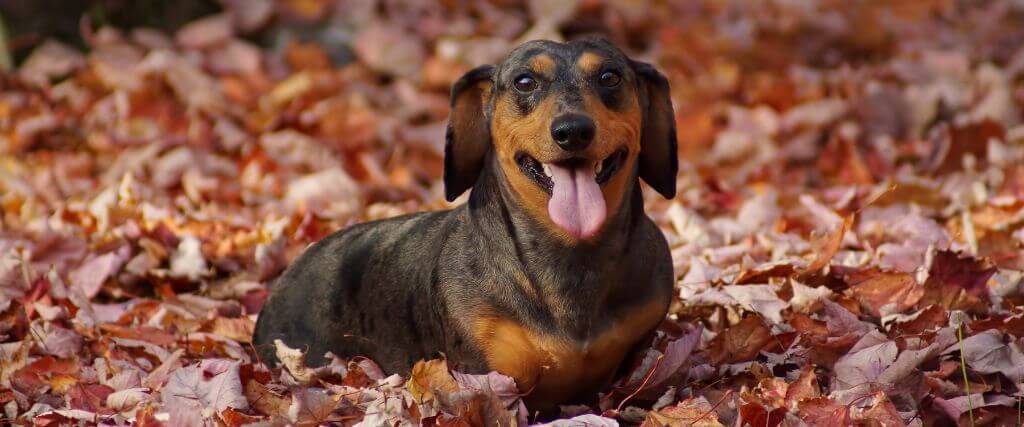 Dachshund dog laying down in leaves outside in fall