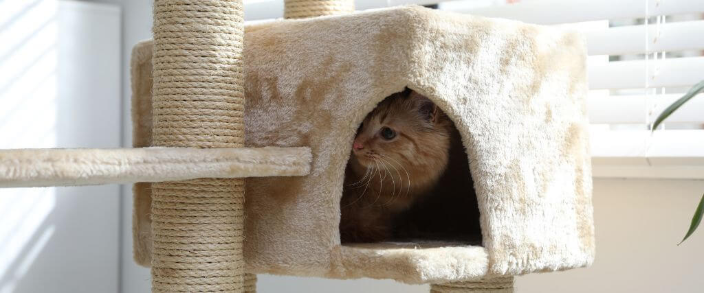 Cat hiding in cat tower