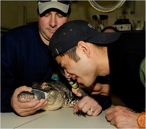 Exotic Turtle 2