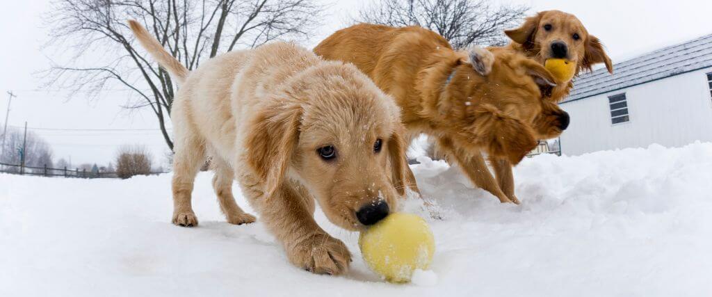 3 golden retrievers playing in the snow