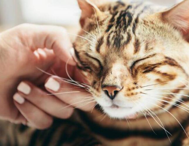 9 Ways to Manage Cat Anxiety and Stress at Home