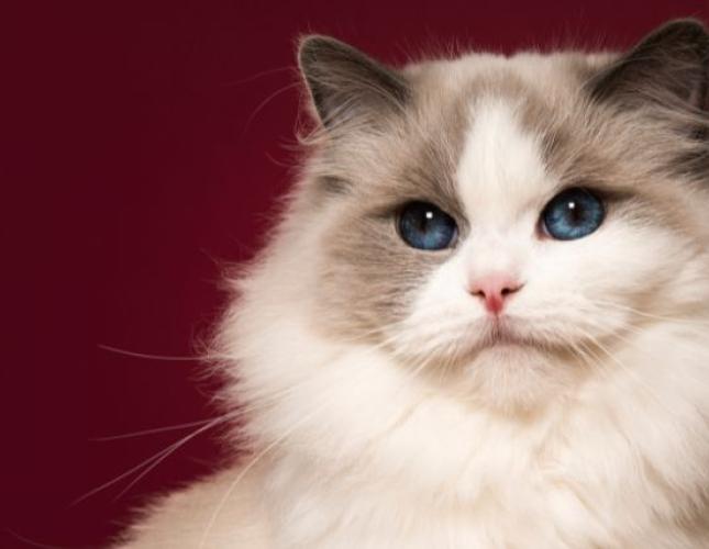 The 4 Best Cat Breeds for First-Time Cat Owners