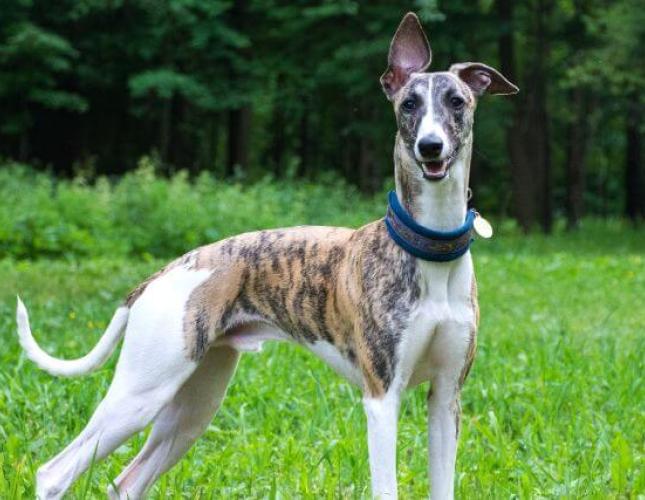 The Guide to Understanding Greyhounds