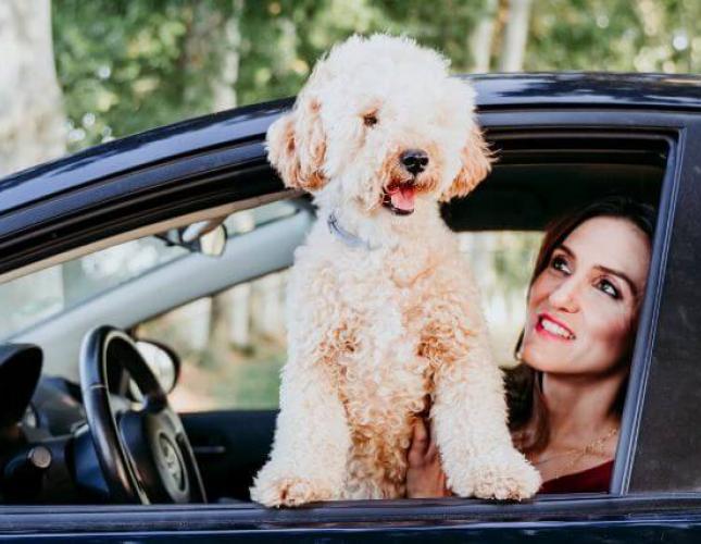 A Traveling Pet Owner’s Guide to Dog Road Trip Essentials