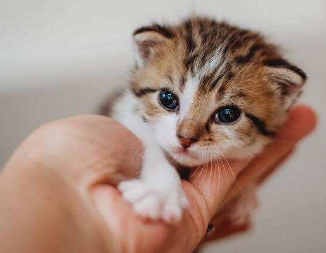 Kitten Development & Growth Milestones: What to Expect in Your Cat’s First Few Weeks of Life