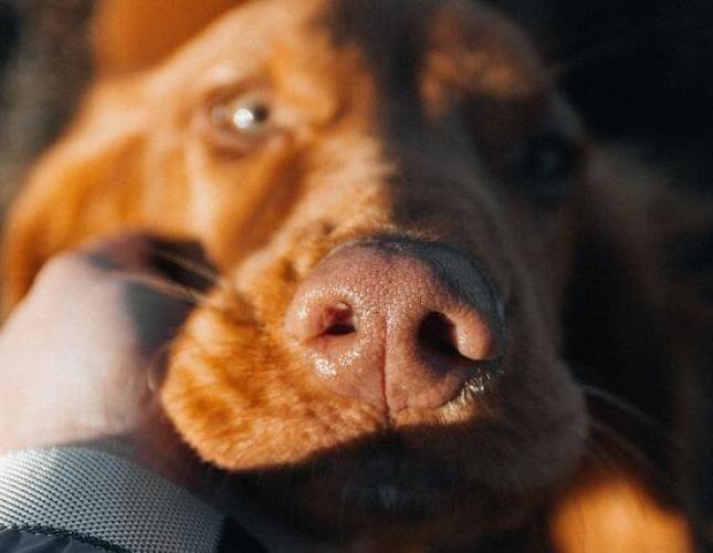 Palliative and Hospice Care for Pets: Compassionate End-of-Life Care for Dogs and Cats