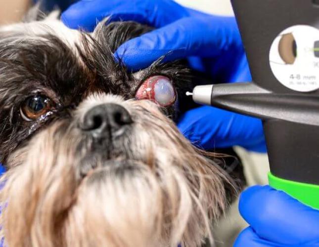 Pet Eye Health: Everything You Need to Know About Common Dog & Cat Eye Disorders — Part I