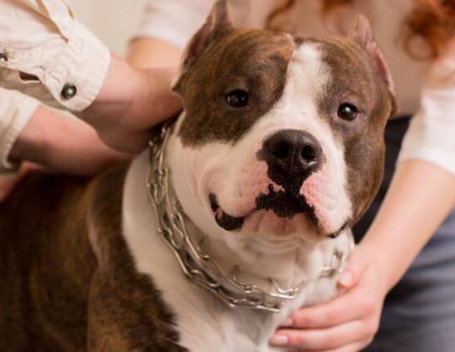 Understanding Holistic Veterinary Care and Natural Pet Health Solutions