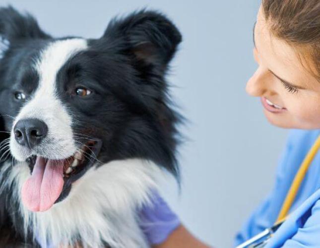 Vaccinology 101: Understanding the Reasoning Behind Your Veterinarian’s Recommendations for Dog Vaccinations