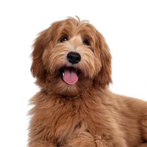 Dog Services in New York