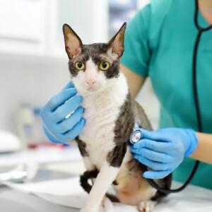 Internal Pet Medicine in New York