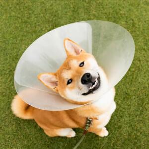 Pet Surgery in New York