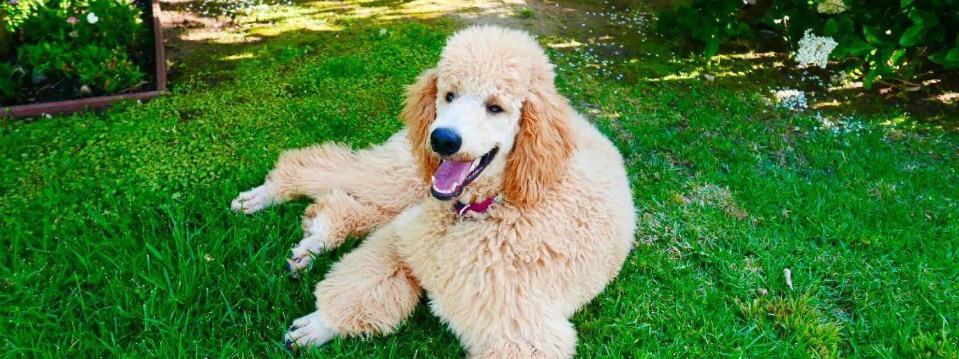 Poodles, like the dog shown, are a dog breed that can benefit from OFA testing and certification