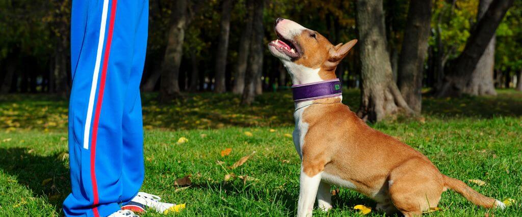 For The Love of Dog, Train Your Dog!