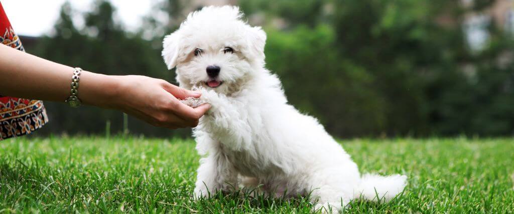 Interdigital Cyst in Dogs: Why There’s a Red Bump Between Your Dog’s Toes 