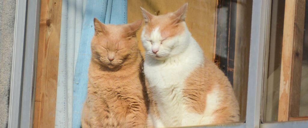 Two cats sitting together, looking out window