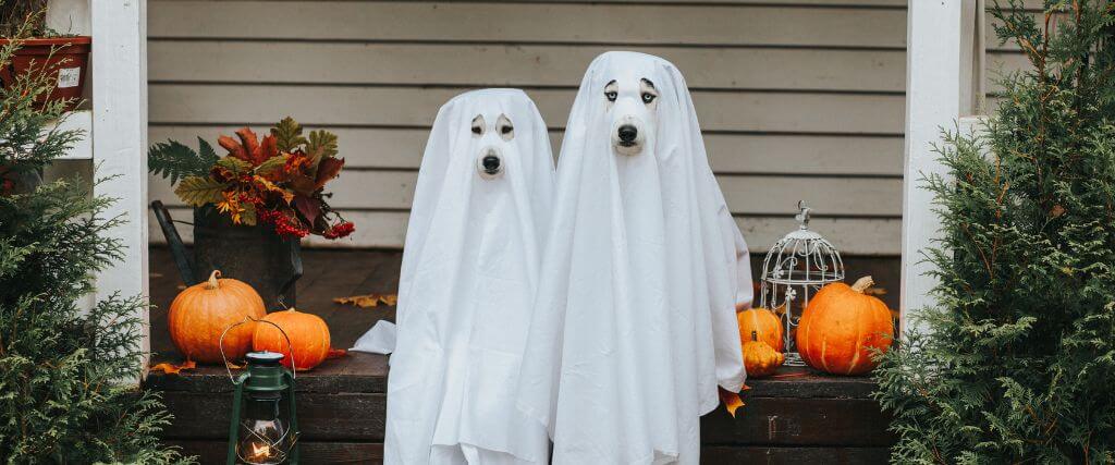 Want to Dress Up Your Pet for Halloween? Follow These 6 Pet Costume Safety Tips