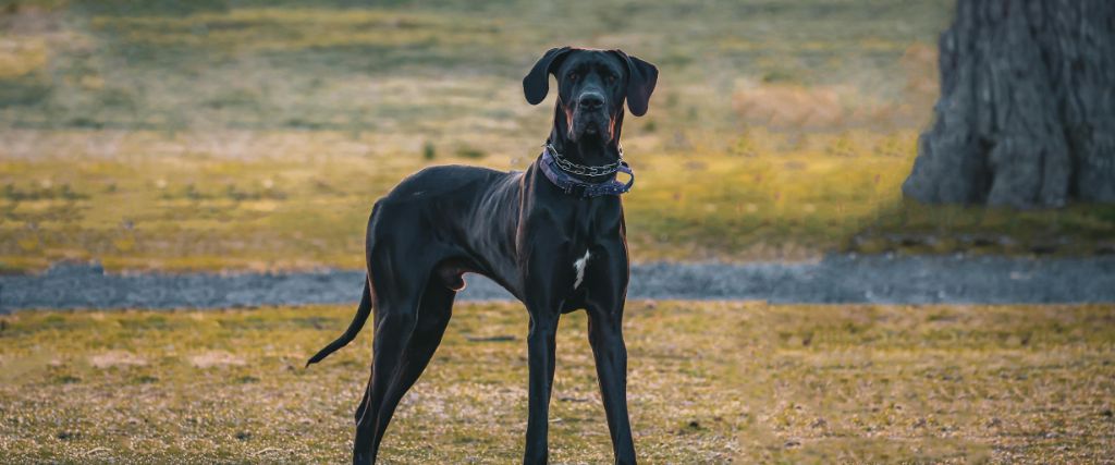 When Minutes Matter: Recognizing & Preventing GDV in Dogs