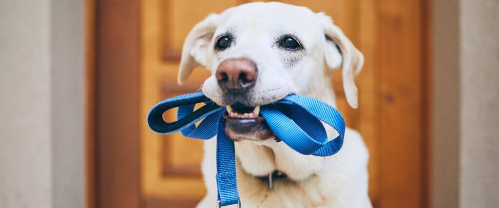 Dog holding leash, ready for walk