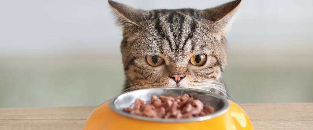 Why Won’t My Dog or Cat Eat? What Pet Owners Should Know